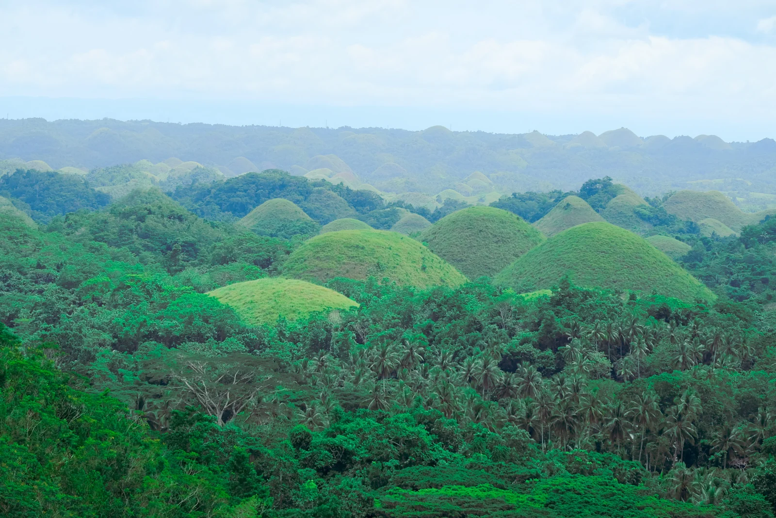 Layers of green Chocolate Hills and palm trees stretching across Bohol